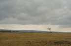 Tree Tree