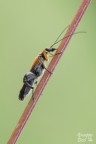 Oedemera flavipes