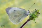 Pieris brassicae