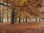 I colori dell'autunno I colori dell'autunno