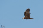 Falco di palude