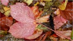 E' piovuto nel bosco d'autunno