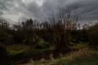 bosco delle streghe... bosco delle streghe...