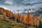 Foliage d'autunno