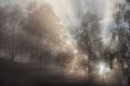 Misty wood Misty wood