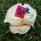 *** Phorum phumgorum *** *** Phorum phumgorum ***