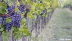 La Strada del Sagrantino La Strada del Sagrantino