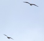 gabbiani gabbiani