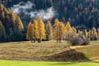Yellow trees Yellow trees