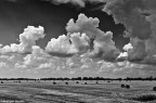 Campo B&W Campo B&W