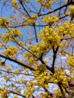 Primavera in giallo... Primavera in giallo...