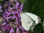 Pieris brassicae Pieris brassicae