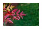Sfacciato autunno