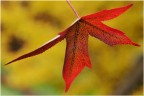 Foglia autunnale Foglia autunnale