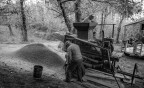 trebbiatura delle castagne trebbiatura delle castagne