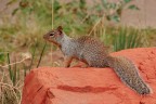 Scoiattolo terricolo (Spermophilus variegatus) sulle rosse r Scoiattolo terricolo (Spermophilus variegatus) sulle rosse r