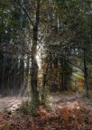 raggi di sole raggi di sole