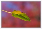 Foglia autunnale Foglia autunnale