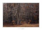 Autumn soul Autumn soul