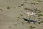 Pivieressa (Pluvialis squatarola) Pivieressa (Pluvialis squatarola)