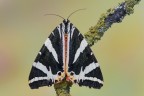 Ivy moth Ivy moth