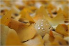Gocce su giallo d'autunno Gocce su giallo d'autunno