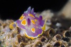 Felimida luteorosea Felimida luteorosea