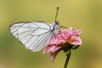 Aporia crataegi Aporia crataegi