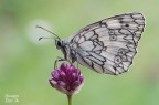 Melanargia russiae Melanargia russiae