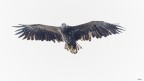 Aquila in esplorazione
