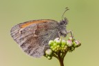 Coenonympha pamphilus
