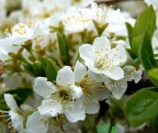 ...in fiore ...in fiore