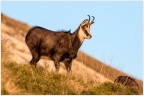 Femmina di Camoscio