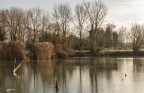 "Alba" il lago.. e i suoi tronchi. "Alba" il lago.. e i suoi tronchi.