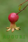 *** Melagrana Augurale *** *** Melagrana Augurale ***