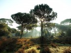 Luce Luce