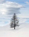 Larice solitario Larice solitario