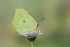 Cedronella Cedronella