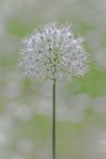 Allium..