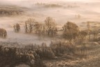 alberi alberi