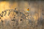 Pettirosso al tramonto Pettirosso al tramonto