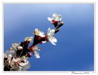 Primavera! Primavera!