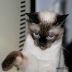 Angry Cat
