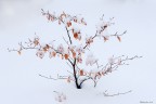 Colori nella neve Colori nella neve