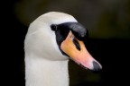 Cigno Cigno