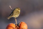 ..il guardiano.. ..il guardiano..