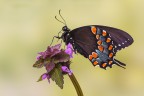 Papilio troilo Papilio troilo