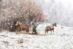Due passi sotto la neve Due passi sotto la neve