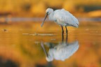 Spatola_Platalea-leucorodia-_DSC3240 Spatola_Platalea-leucorodia-_DSC3240