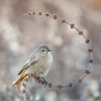 ..codirosso spazzacamino..